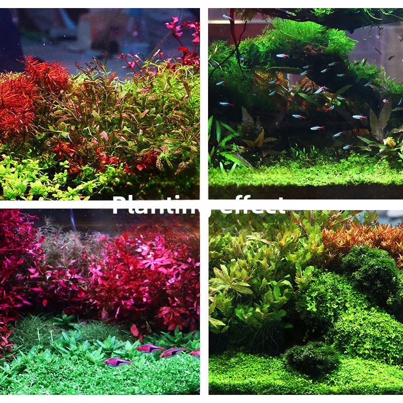 SYSENCIAGA ปลูก Aquarium พื้นผ - Aquarium Planted Tank Soil บทวิจารณ์และราคา