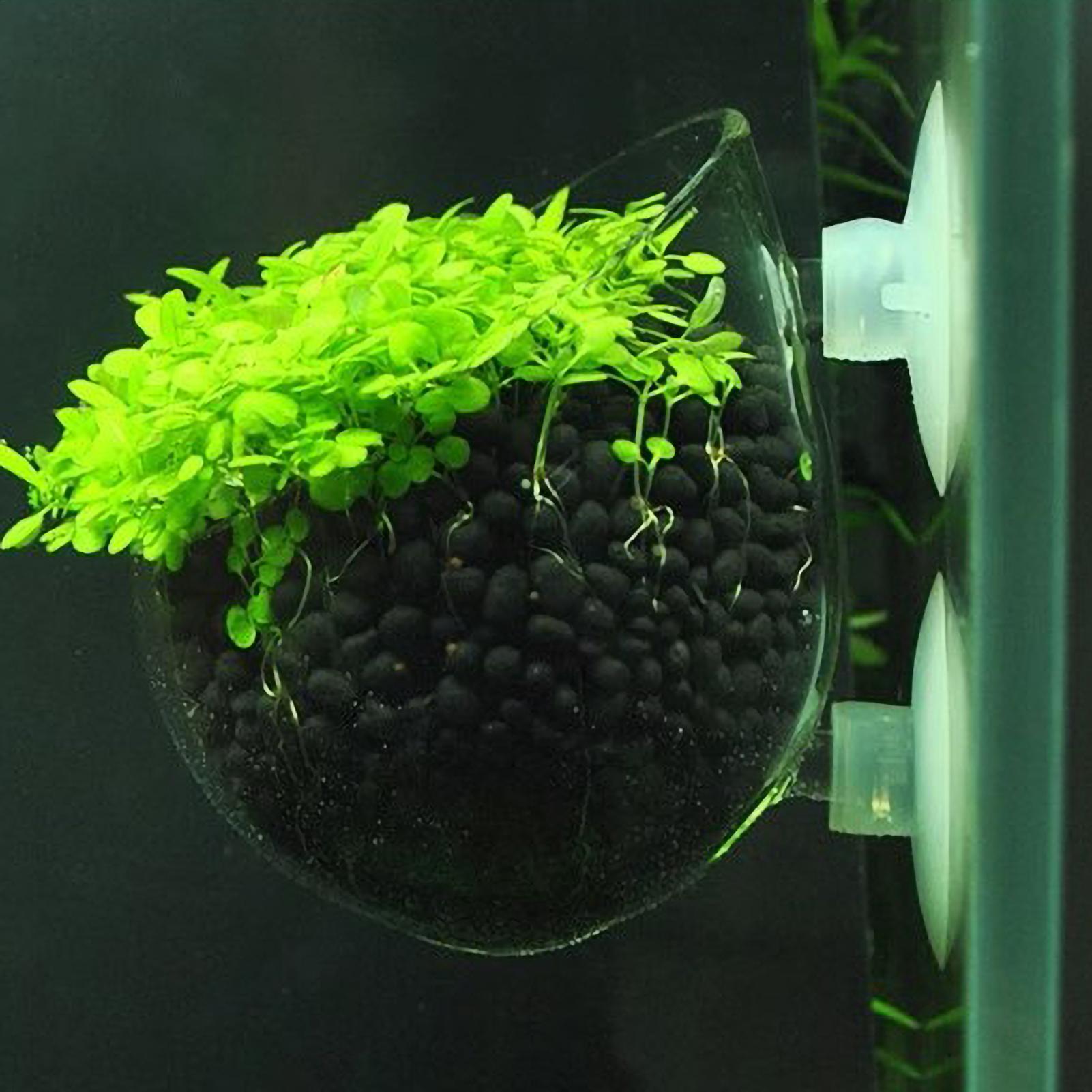 กระถางแก้วสำหรับปลูกต้นไม้ในตู - Aquarium Plant Vine บทวิจารณ์และราคา