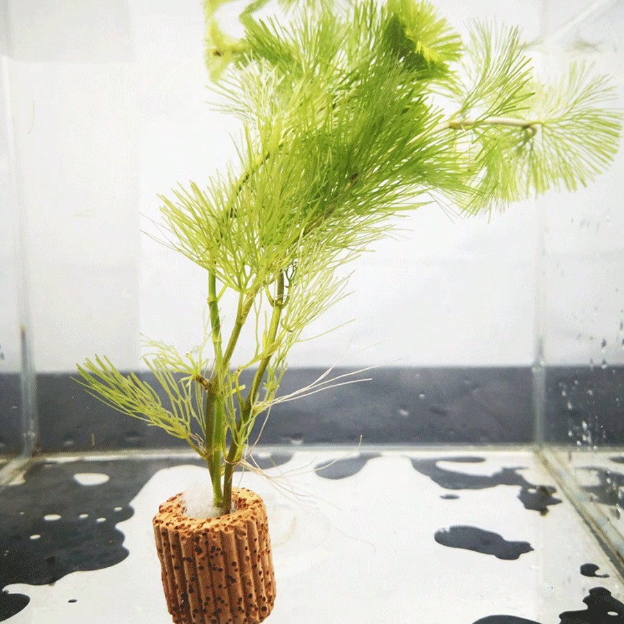คุณภาพสูง Aquarium Plant Fixat - Aquarium Plant บทวิจารณ์และราคา
