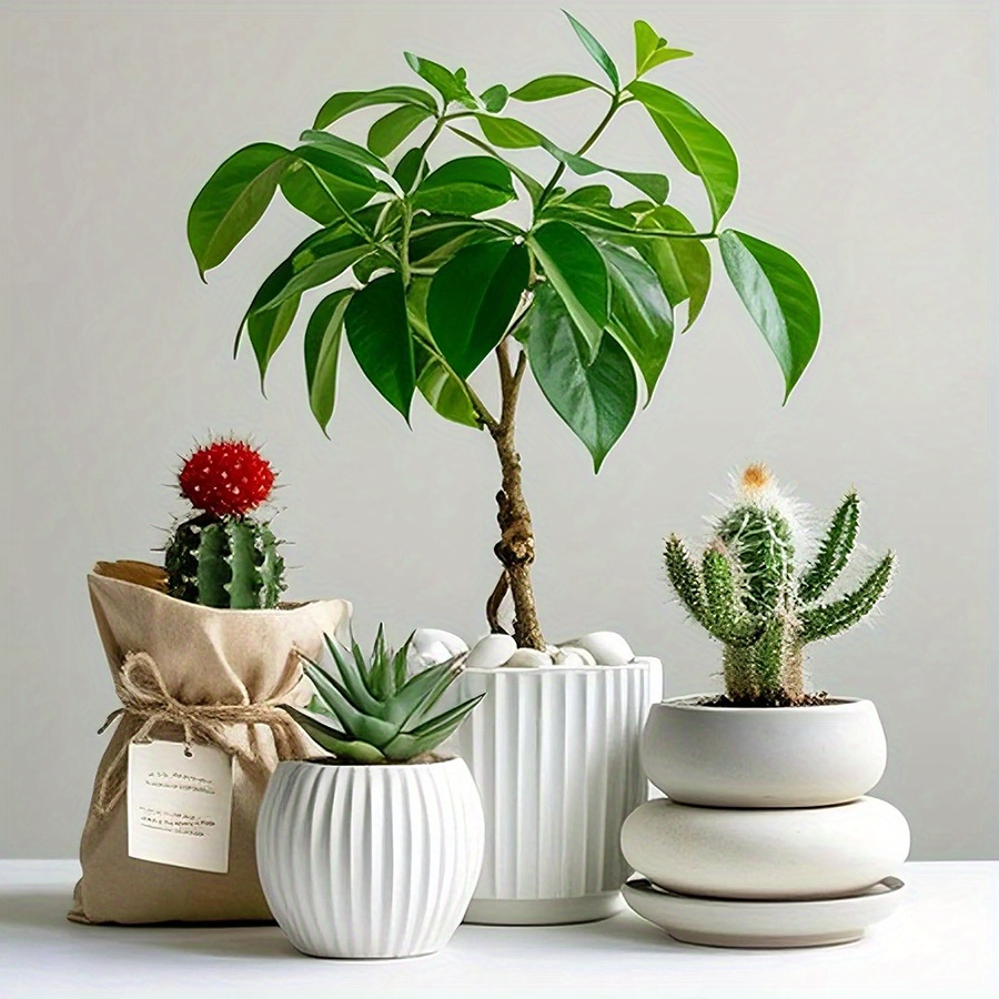 หินกรวดขัดเงาสีขาวธรรมชาติ ขนา - Aquarium Plant บทวิจารณ์และราคา